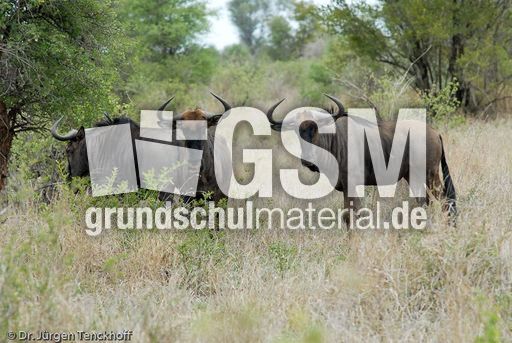 Gnus (10 von 22).jpg